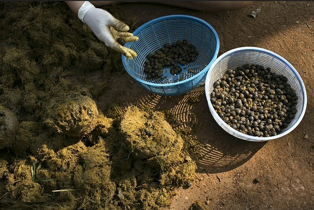 kopi kontroversial paling enak